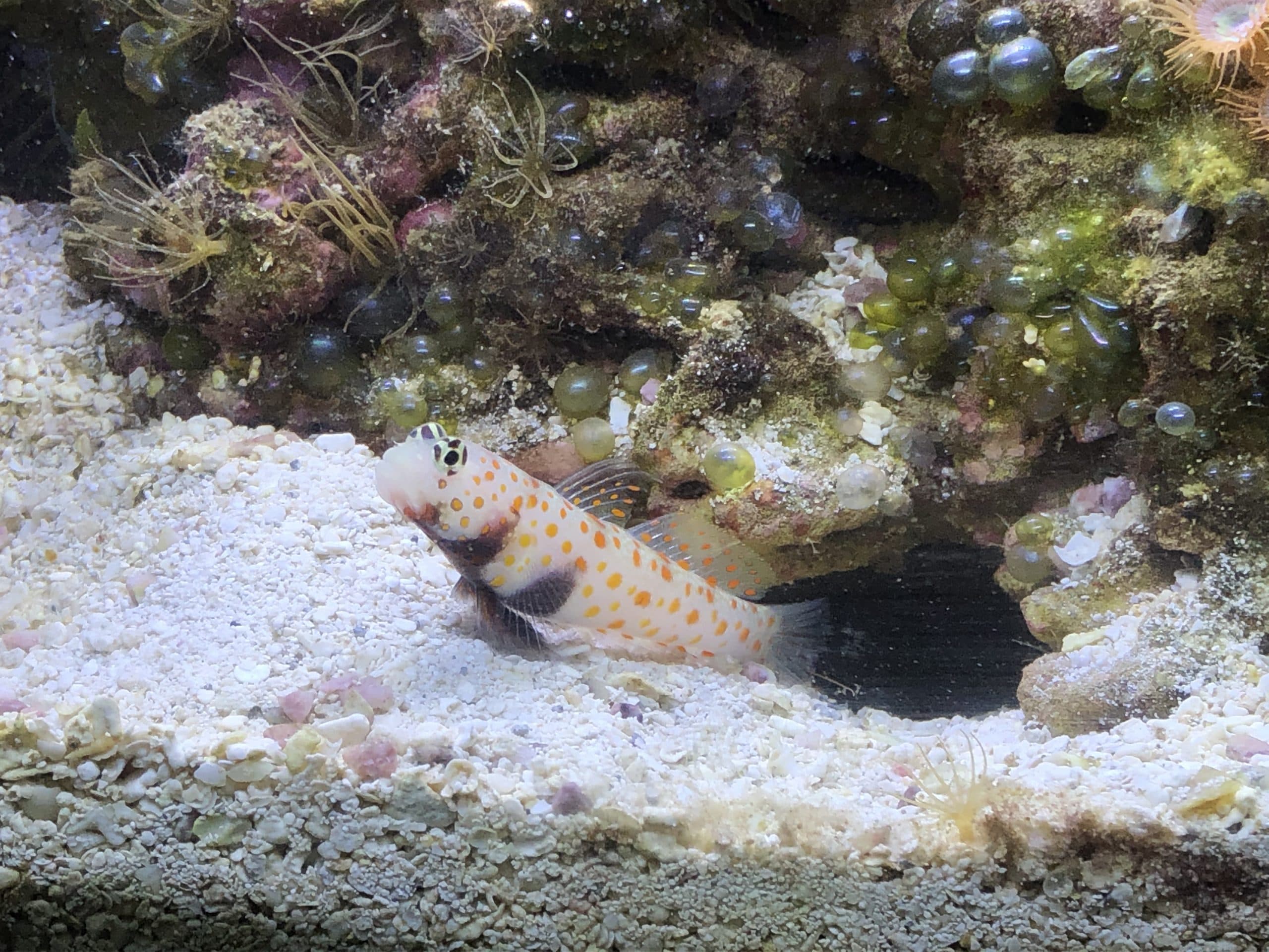 New fish tank, saltwater- I have never had this before!