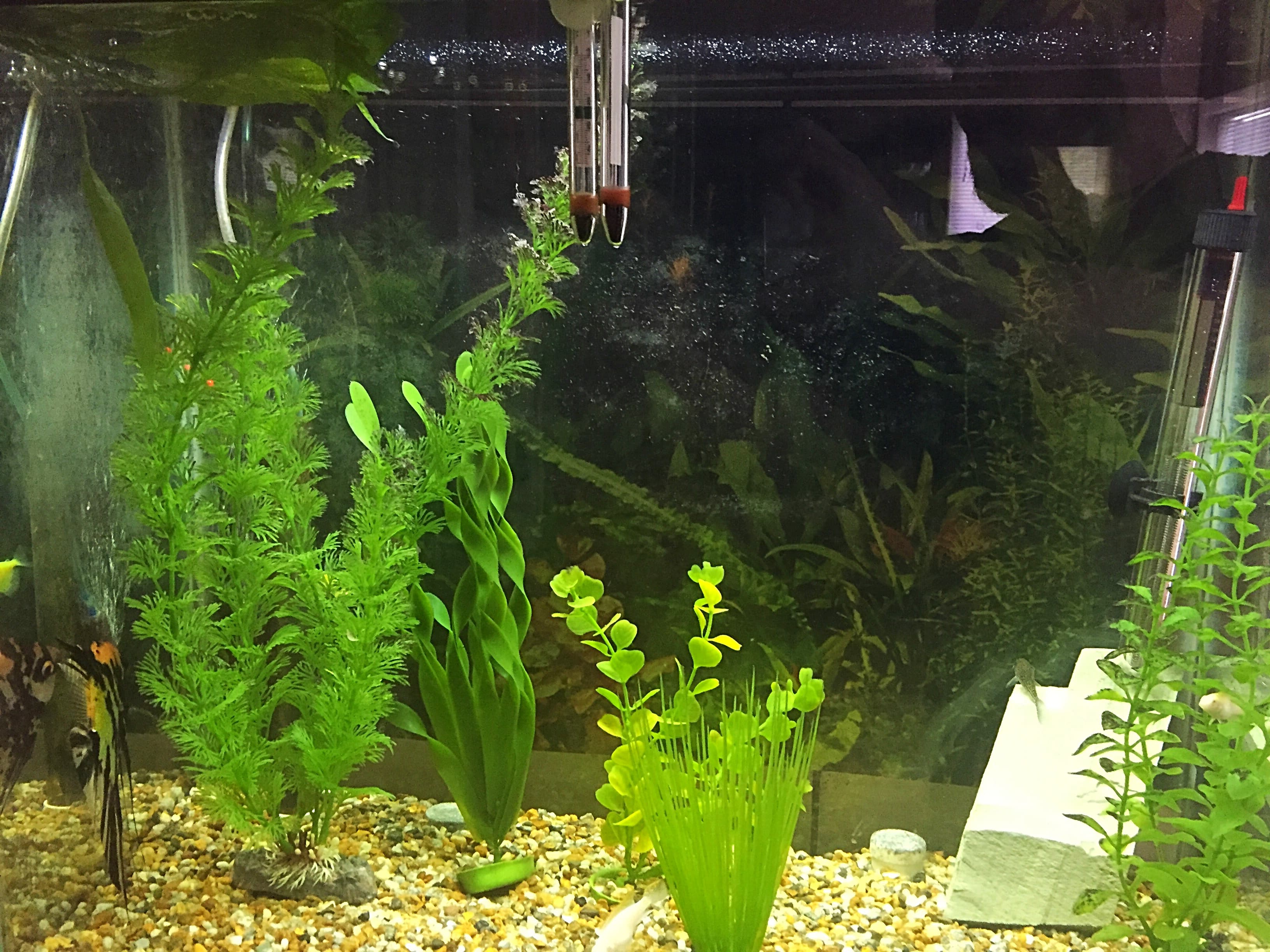 How to get rid of black algae in an aquarium