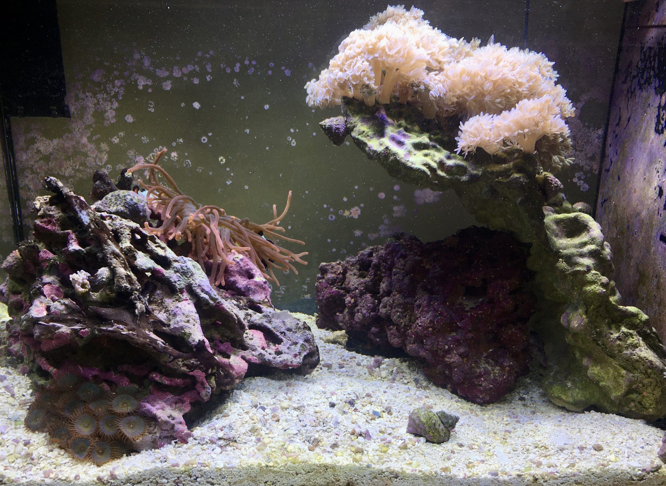 Nano Reef 13 gallon cleaned up