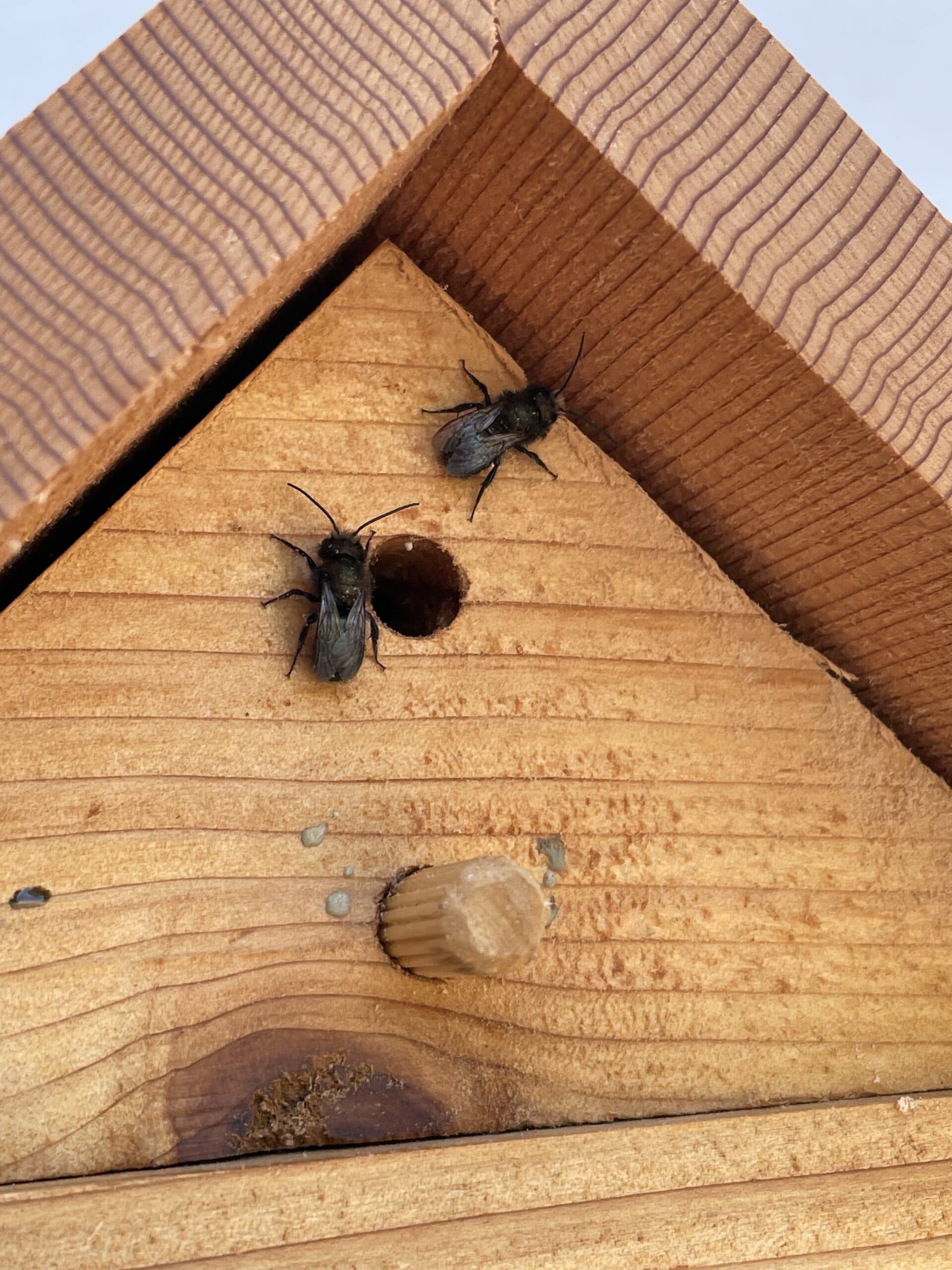 (Very) Late 2025 Mason Bee harvest