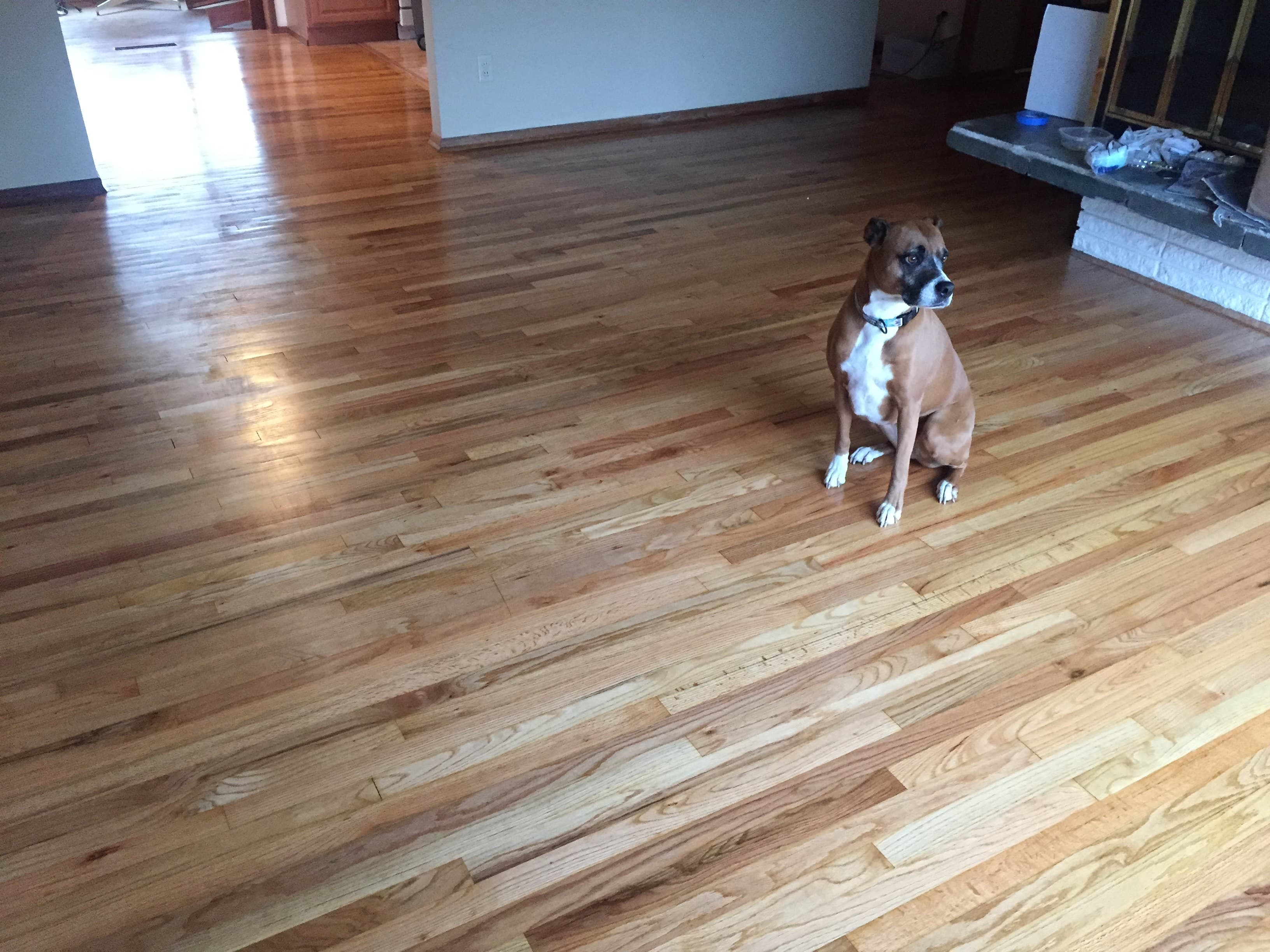 Bella showing off finished floor