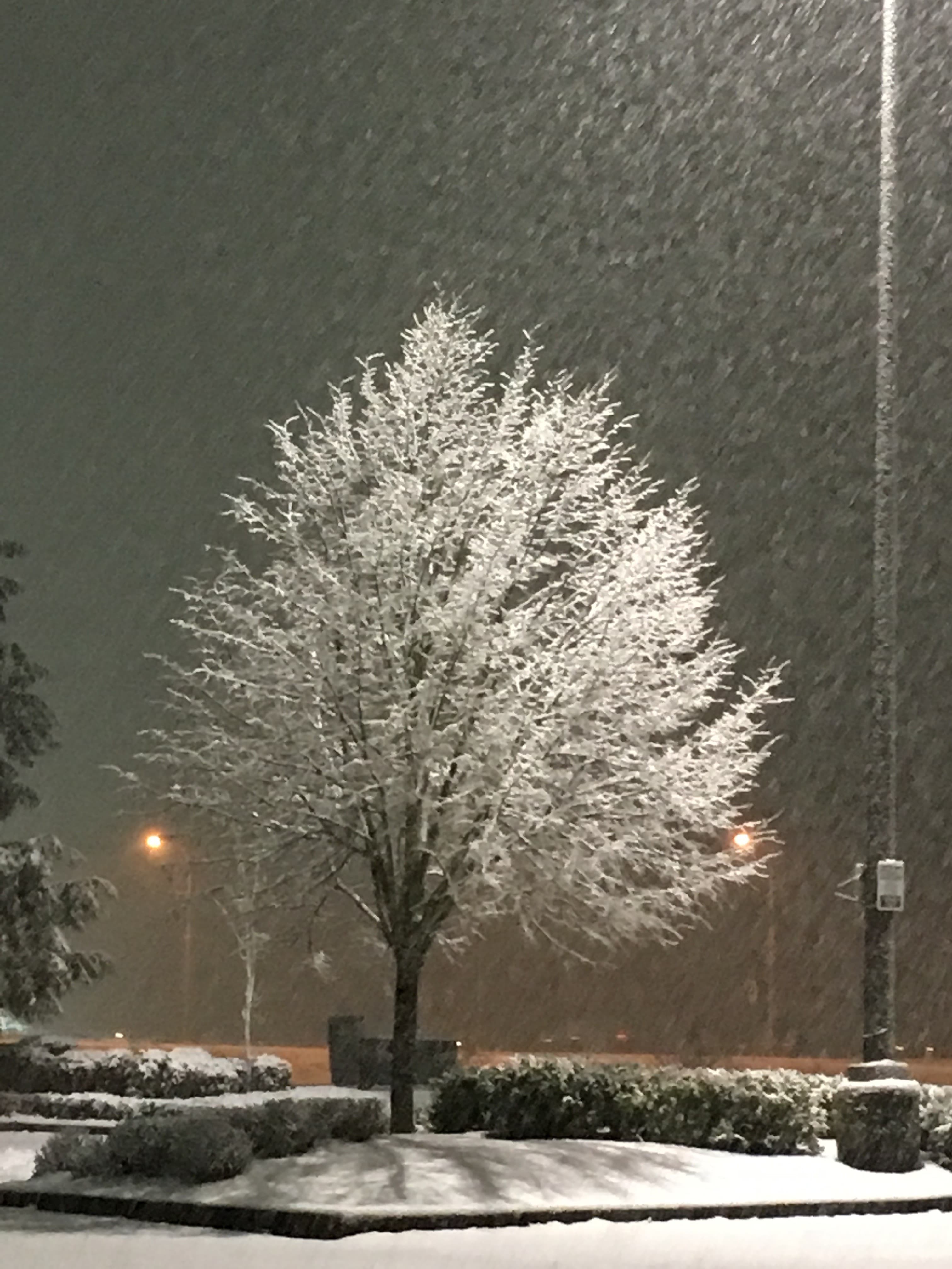 Sister’s Snow Tree