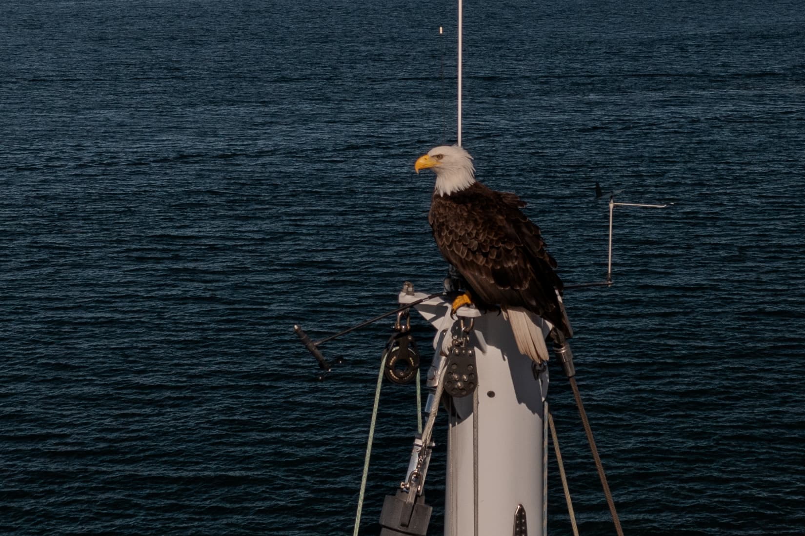 Eagle