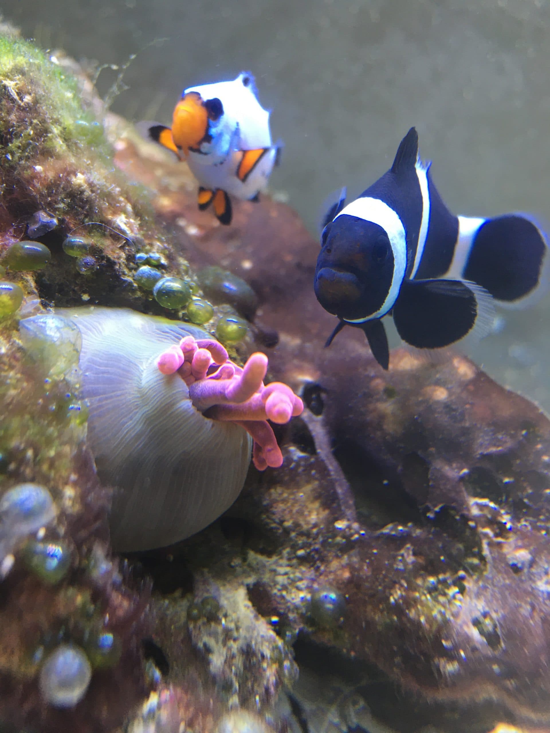 Second week update on the nano reef cleanup