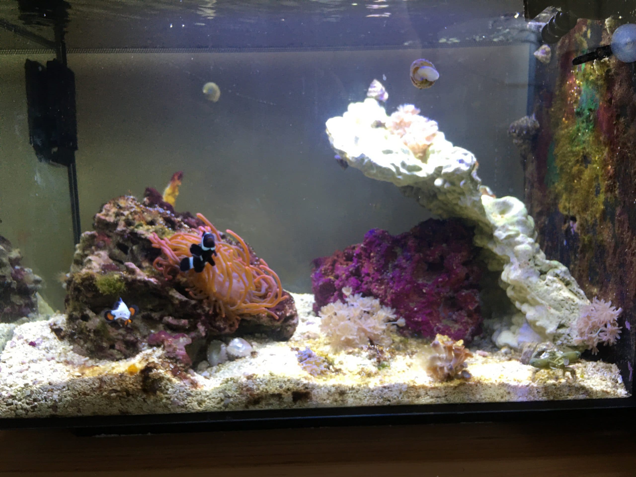 Fifth week update on the nano reef tank cleanup