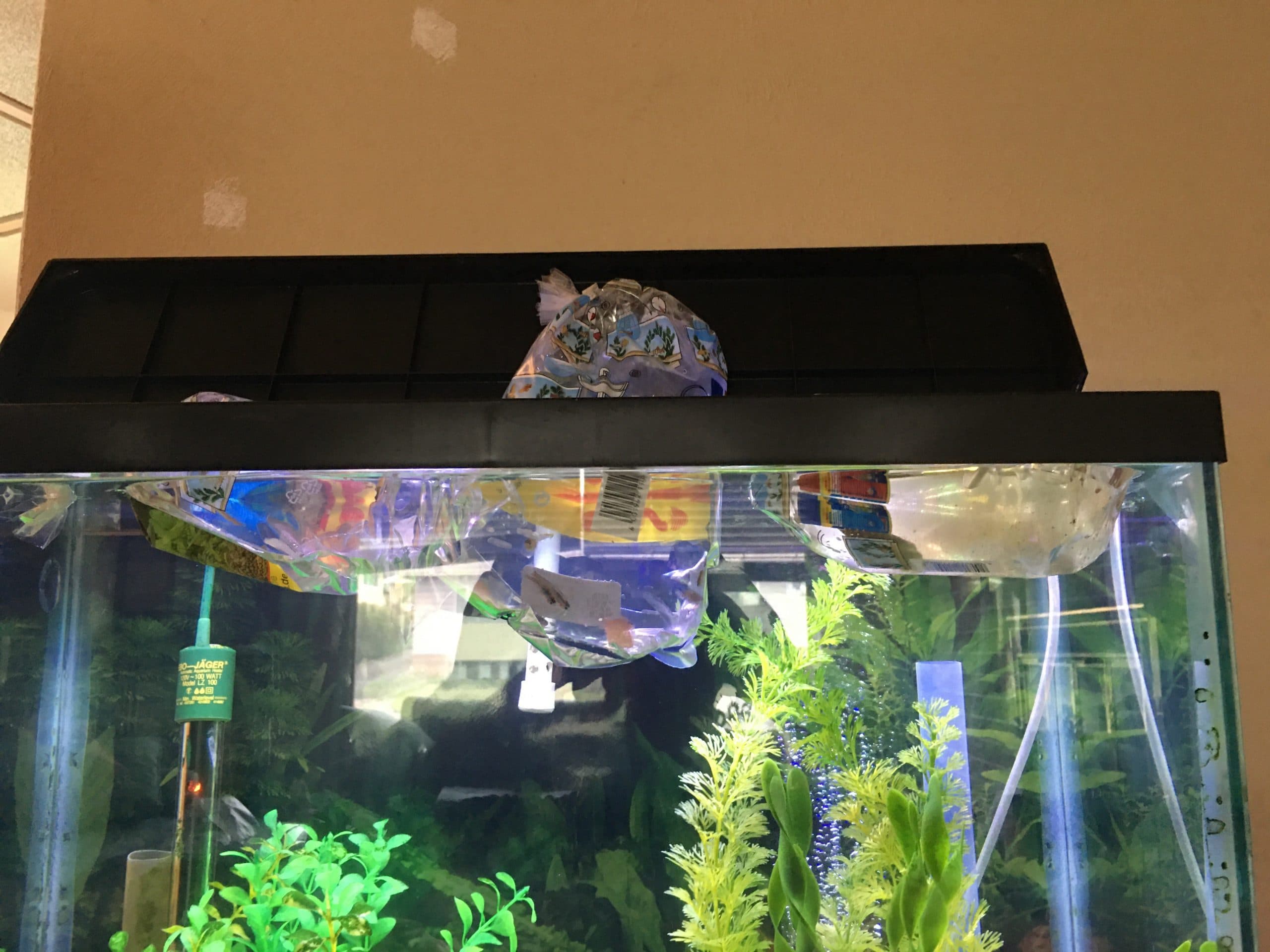 New fish for the 30 gallon freshwater tank