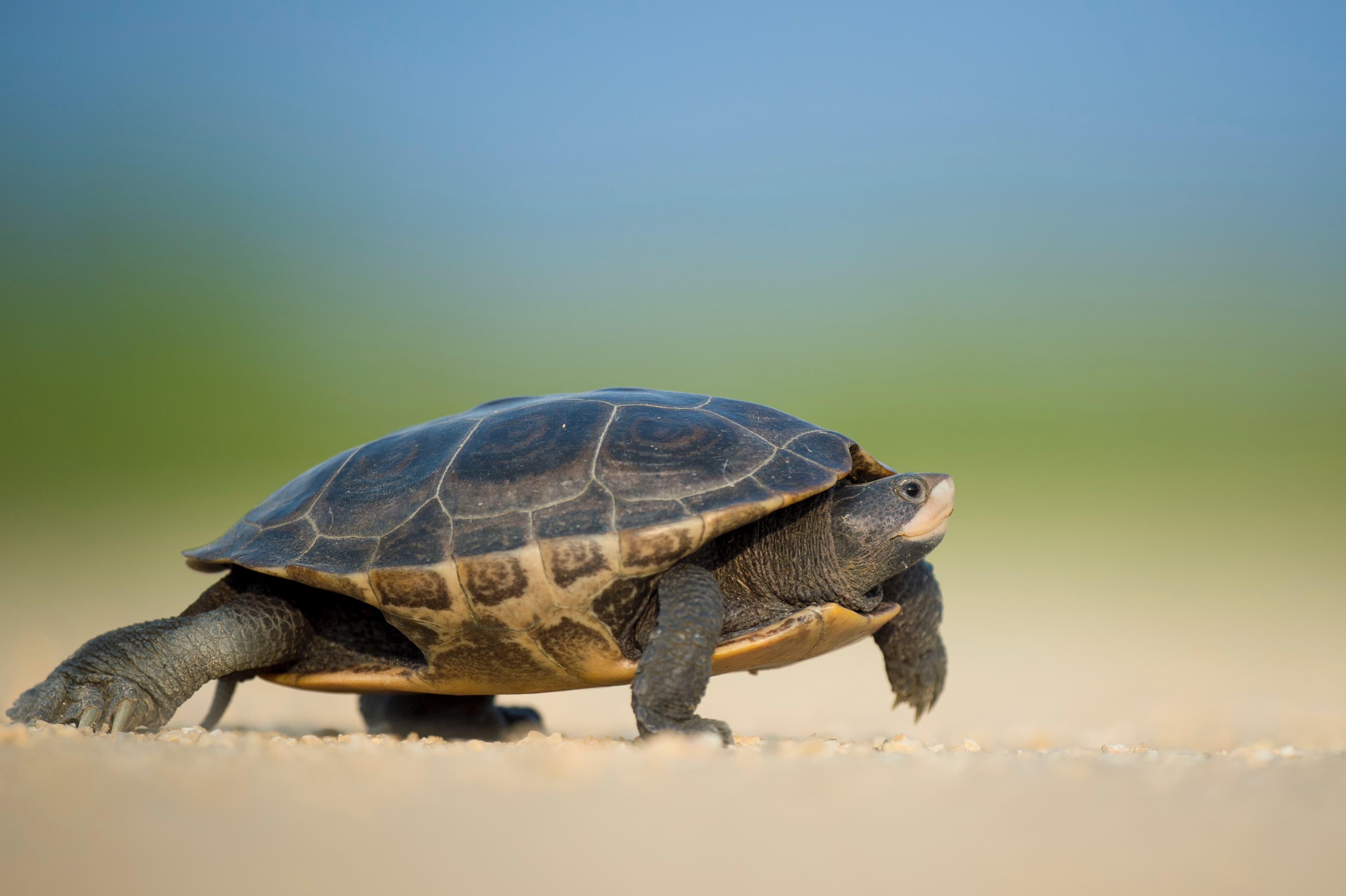 Using wget to crawl your website