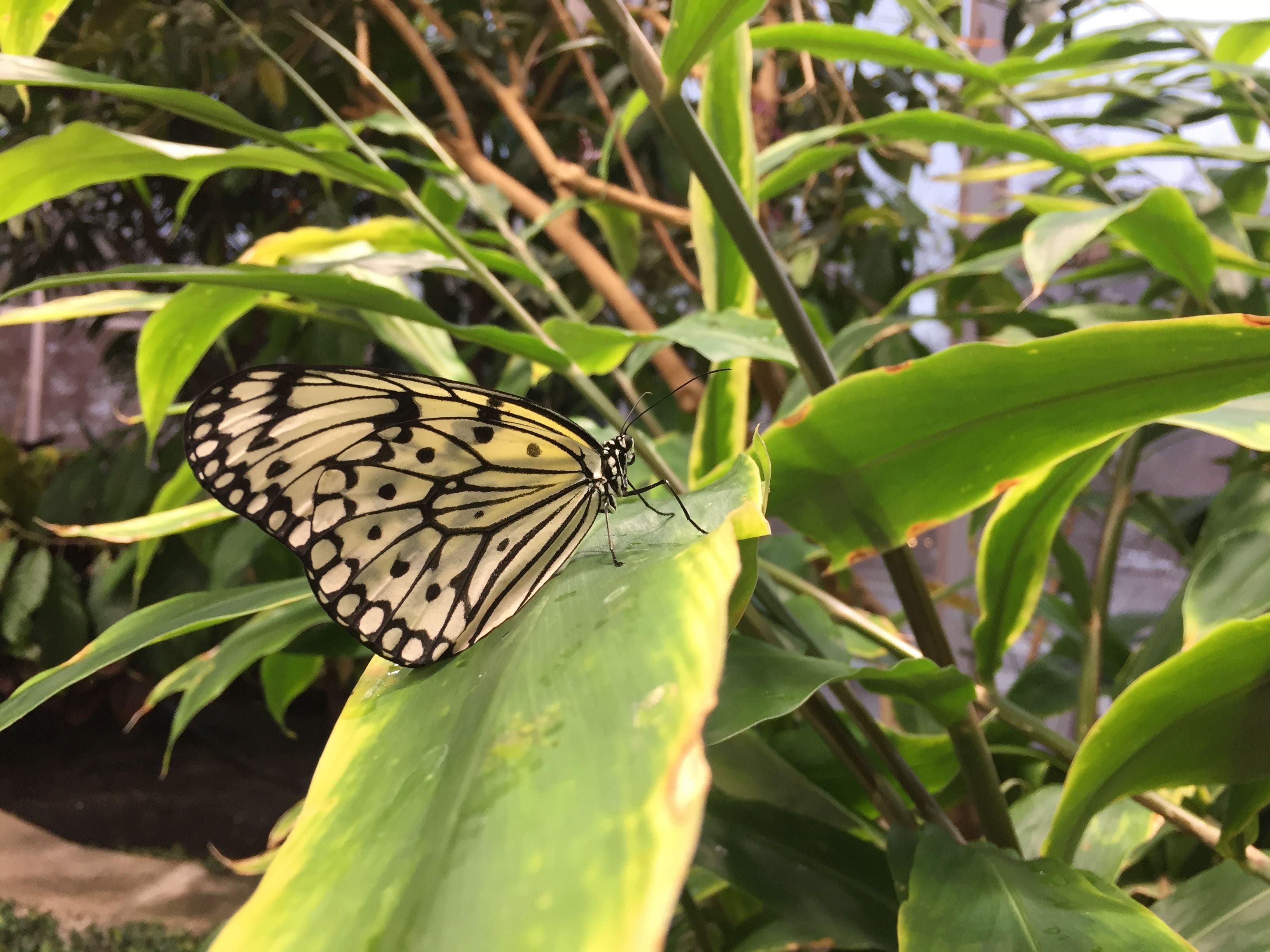 Butterflies at Seattle’s Pacific Science Center
