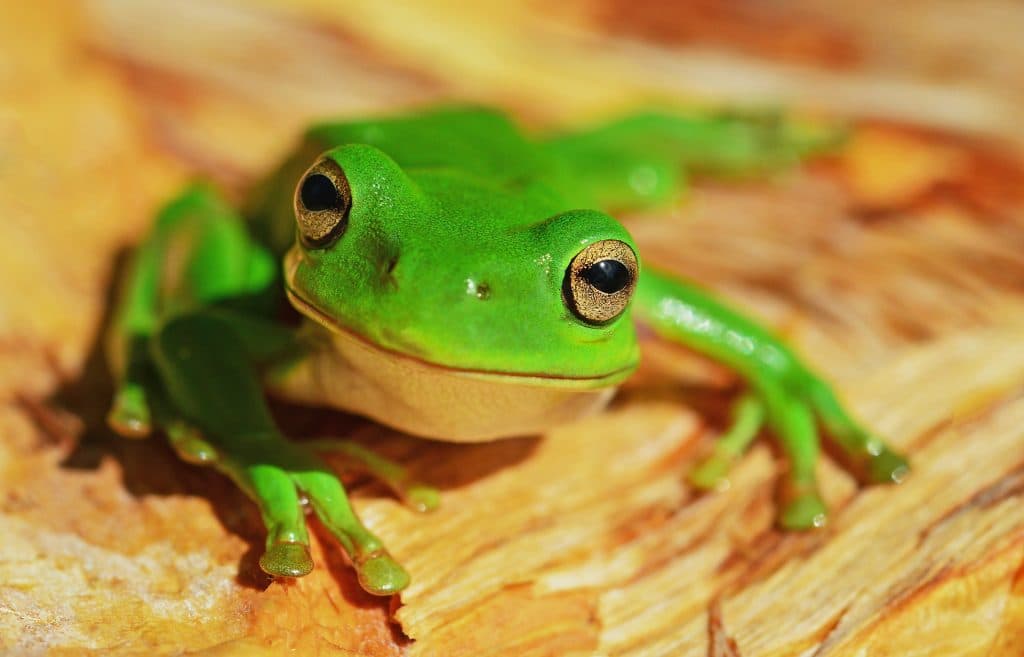 Eat the Frog