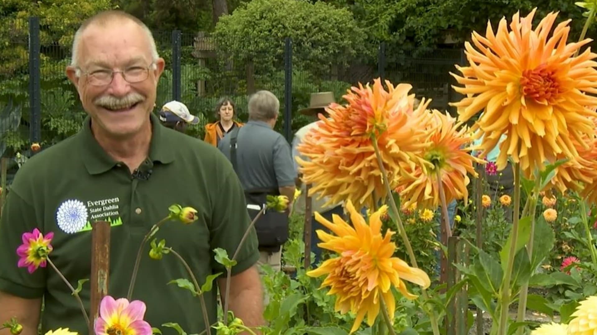 My father, the Dahlia Superstar
