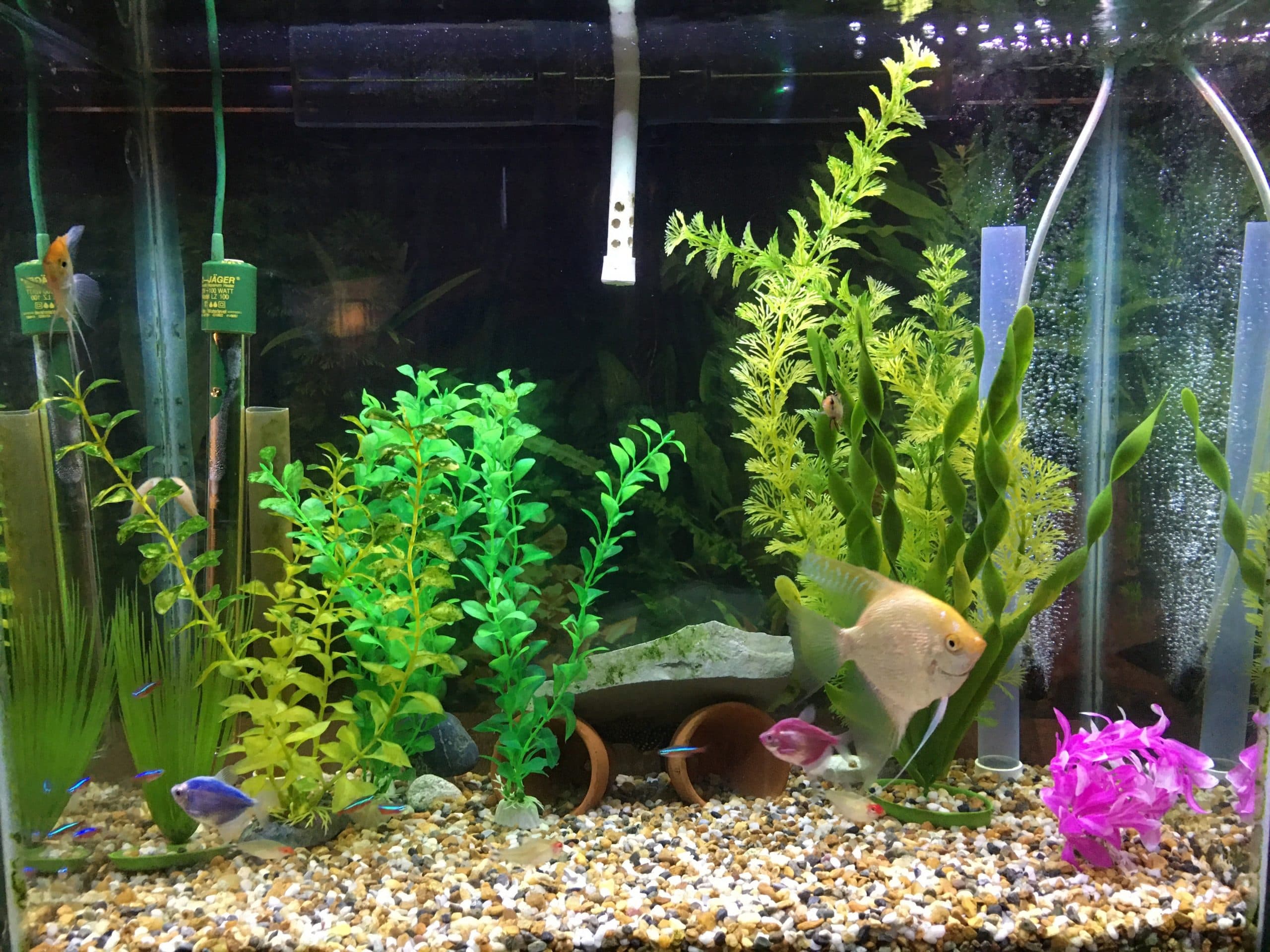 Ecco Pro filtered tank