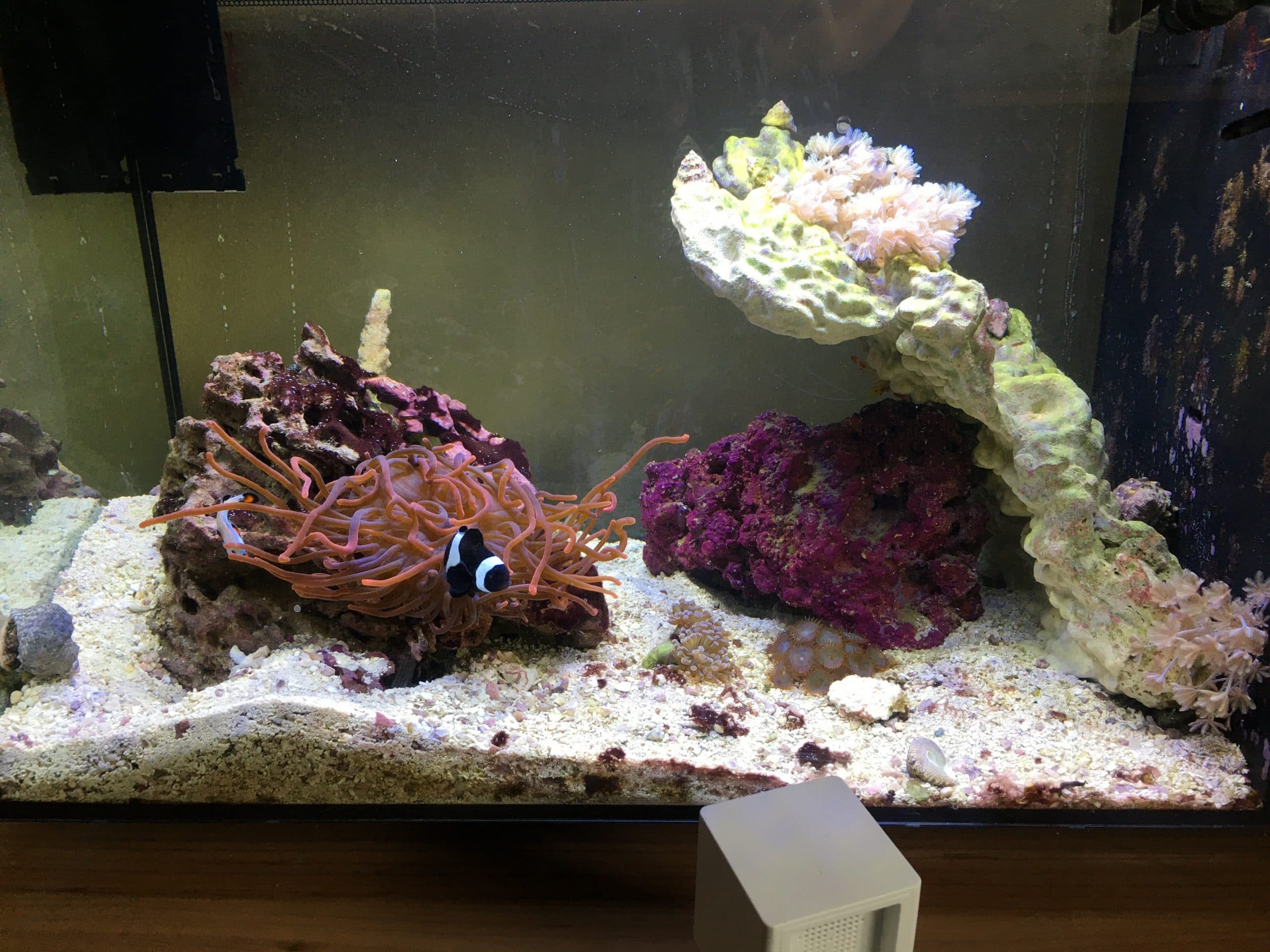 Seventh week update on the nano reef tank cleanup