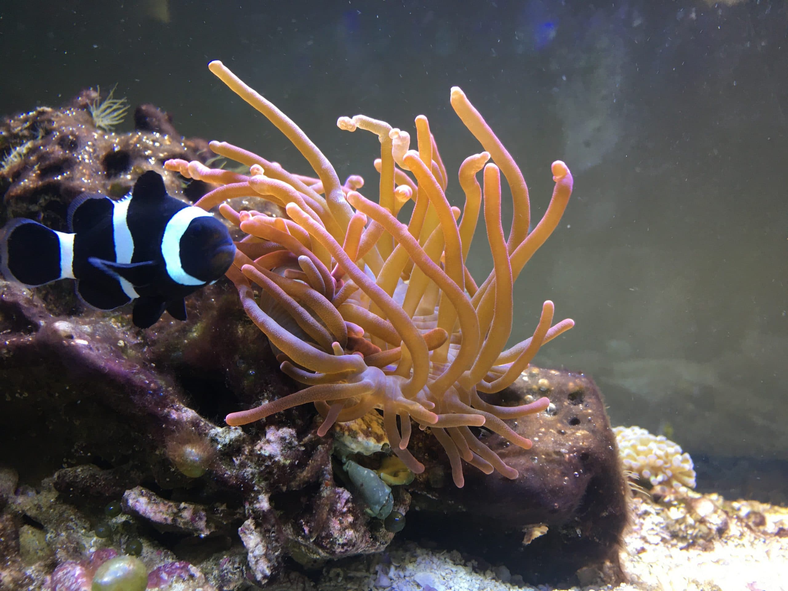 Third week update on the nano reef tank cleanup