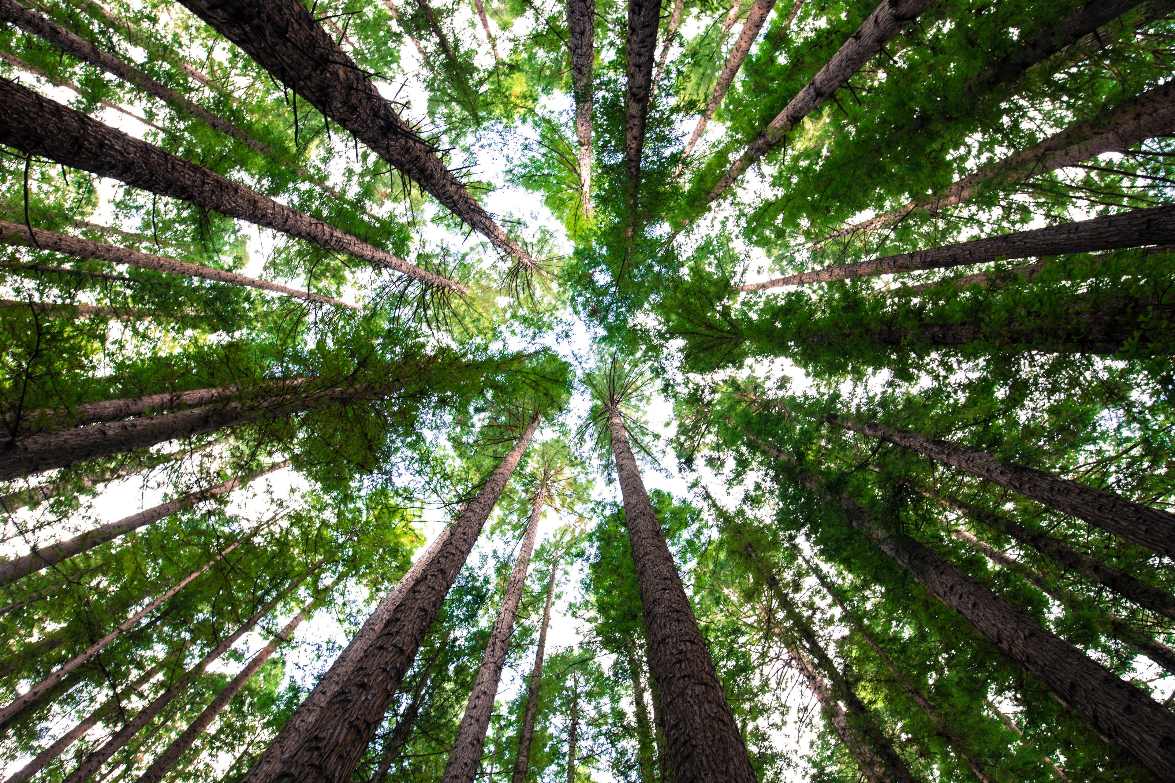 Compare a single file between git branches